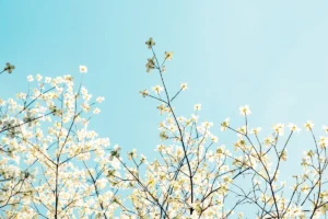 White flowers bloom against a clear, blue sky.