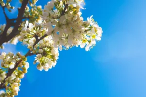 A tree branch with white flowers against a blue sky