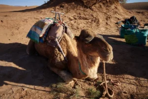 Camel