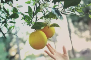 Child's hand reaching for oranges hanging from blossoming citrus trees.