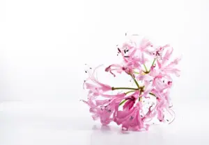 Pink flowers on white background